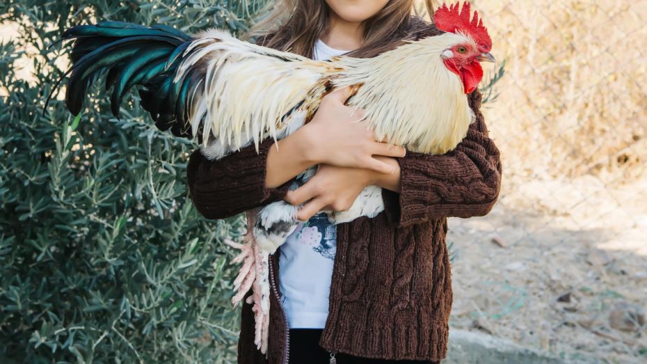 Caring for Fighting Roosters