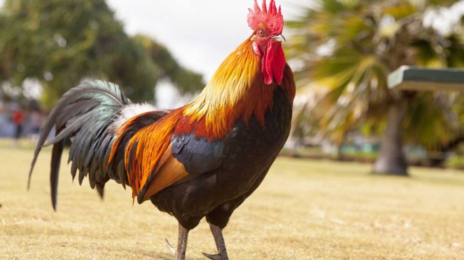 Characteristics of a Champion Sabong Rooster